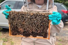 "Facing Fears, Finding Fun!"Initially anxious, this beekeeper’s excitement shines as she holds a frame, showing just how rewarding it is to connect with bees.