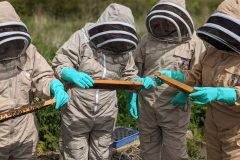 "Hands-On Hive Exploration"A collaborative moment as each beekeeper carefully examines a frame, discovering the bees’ world up close.