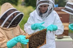 "Inspecting the Frame Together"Focused and curious, these beekeepers dive into the intricate workings of the hive, gaining valuable knowledge along the way.