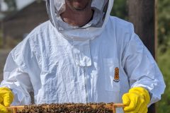 "The Joy of Beekeeping"A beaming beekeeper embraces the experience, holding a frame of hardworking bees—a true moment of pride.